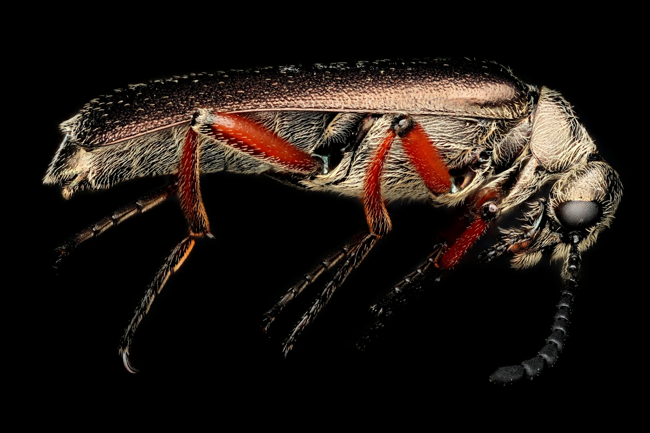 Blister Beetle, Macroscopic Solutions