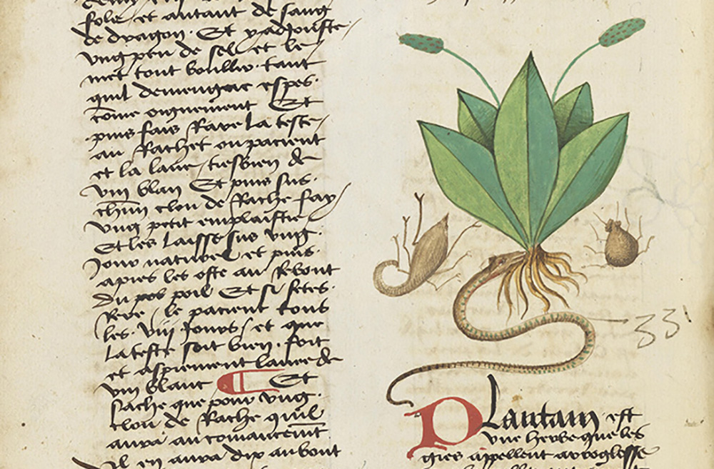 Plant portraits | Wellcome Collection