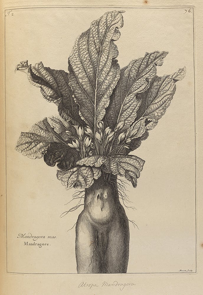 Drawing of a Mandrake plant 1701