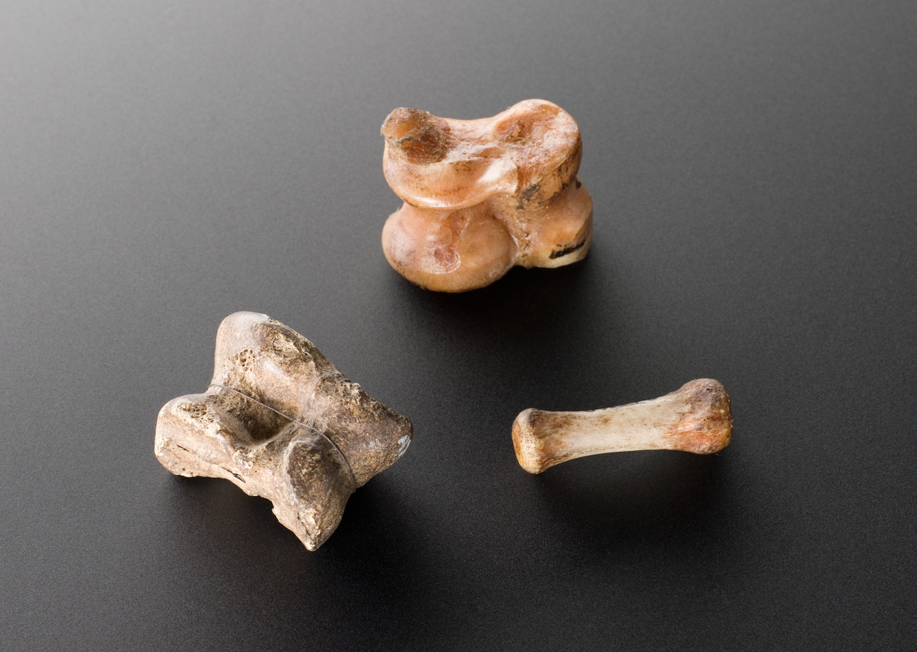 Three pieces of bone of which two are large and knuckleish, one short and nondescript