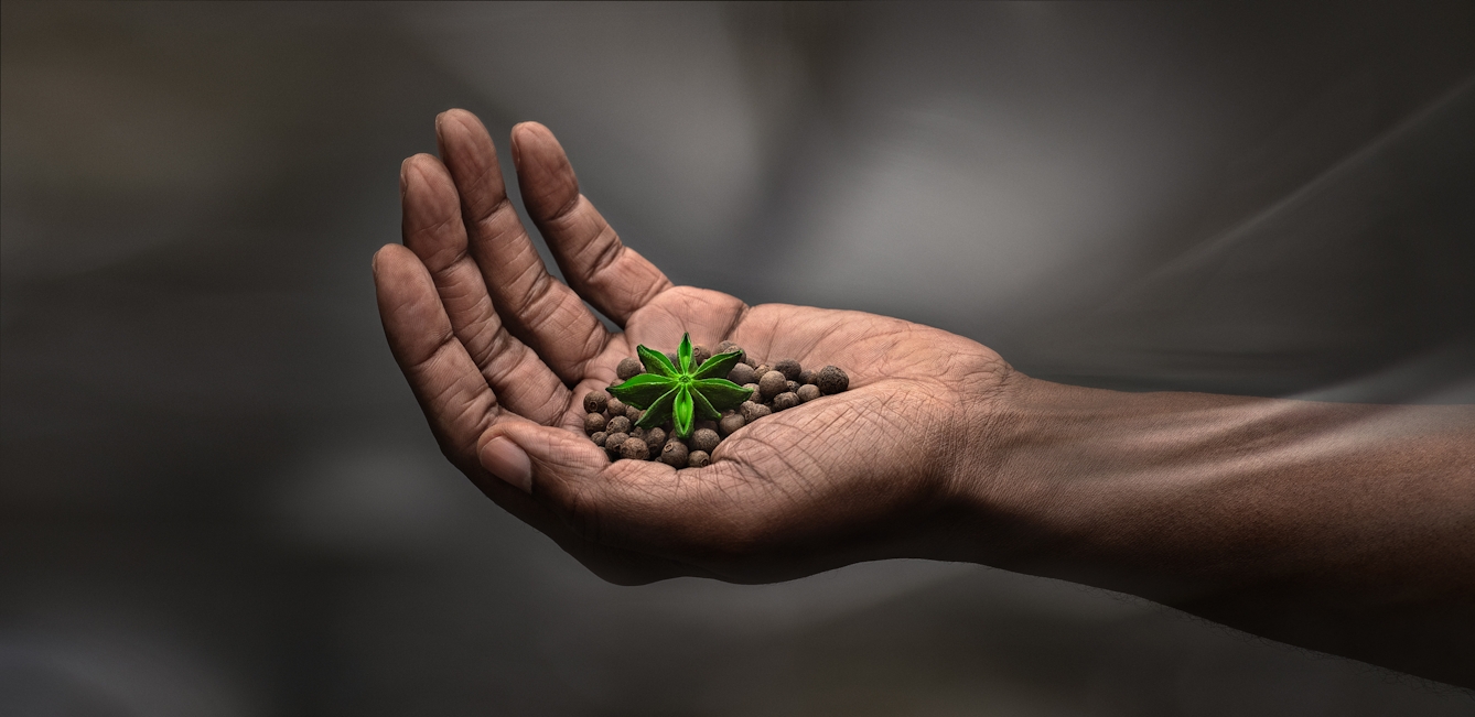 Digital montage artwork in which an outstretched hand of a Black person gently cup a collection of small spherical seeds on which sits a star anise, which is pick out in green. 