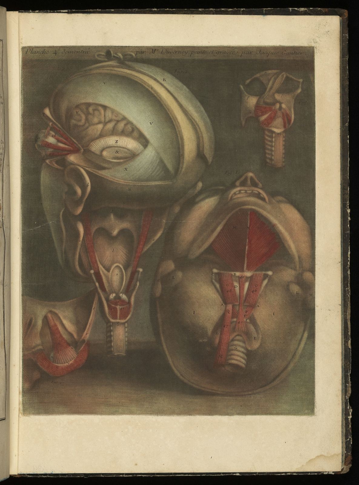 Colour engravings of the human head from behind and below.
