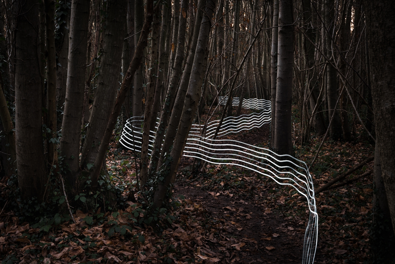 Photograph of a dark winter wooded scene with thin coppiced tree trunks rising from the ground. The earth is covered in rust coloured leaves. Through the trees a trail of 6 horizontal parallel white lines created with a light source snake through the scene, weaving in and out of the trees, sometimes following a footpath, sometimes not. Through the tree trunks in the distance, glimpses of a grey sky can be seen.