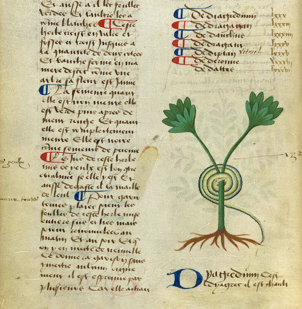 Medieval herbal entry for scammony