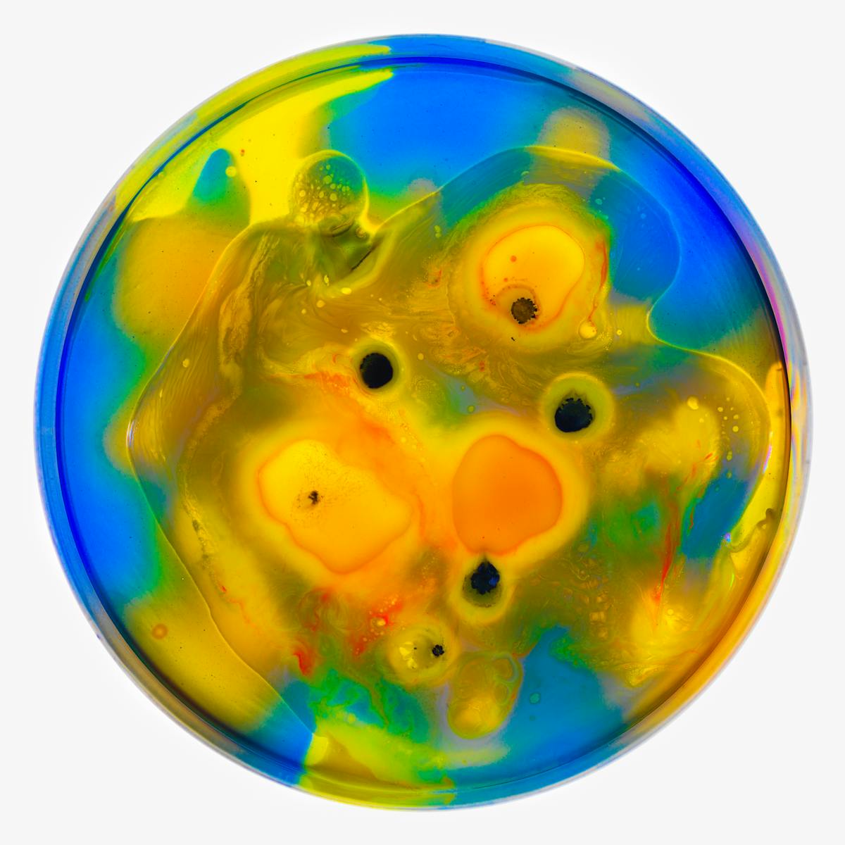 Photograph of a petri dish containing colourful swirls of blue, yellow, orange and black spots, made from ink, watercolour, pva and resin.