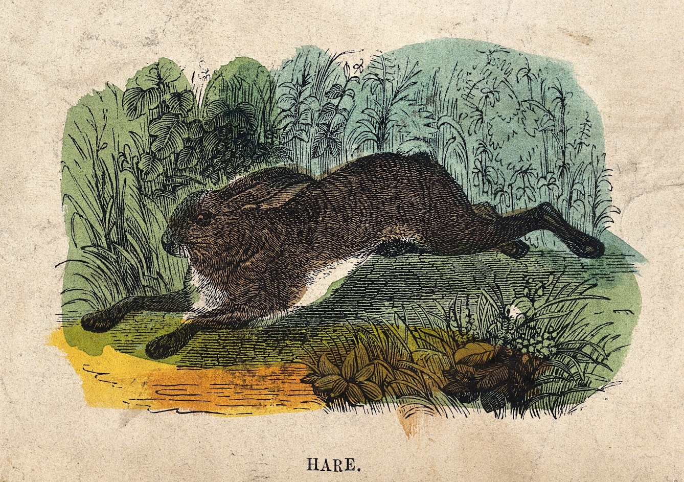A Hare, coloured engraving