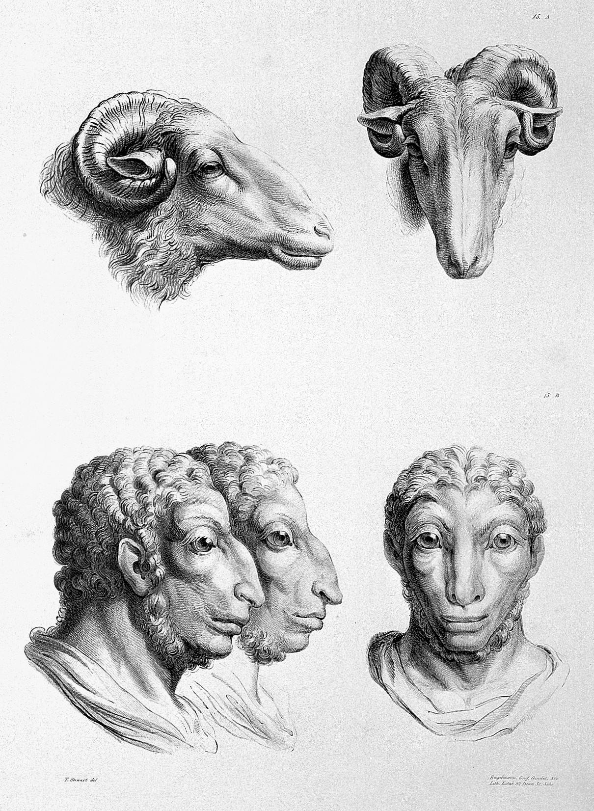 Charles Le Brun, The relation between the human physiognomy and that of the brute creation , 1671