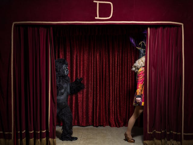 Photograph of a theatre stage made up of red curtains with gold trim. A person in a gorilla costume enters stage left as a colourful magical performer exits stage right.