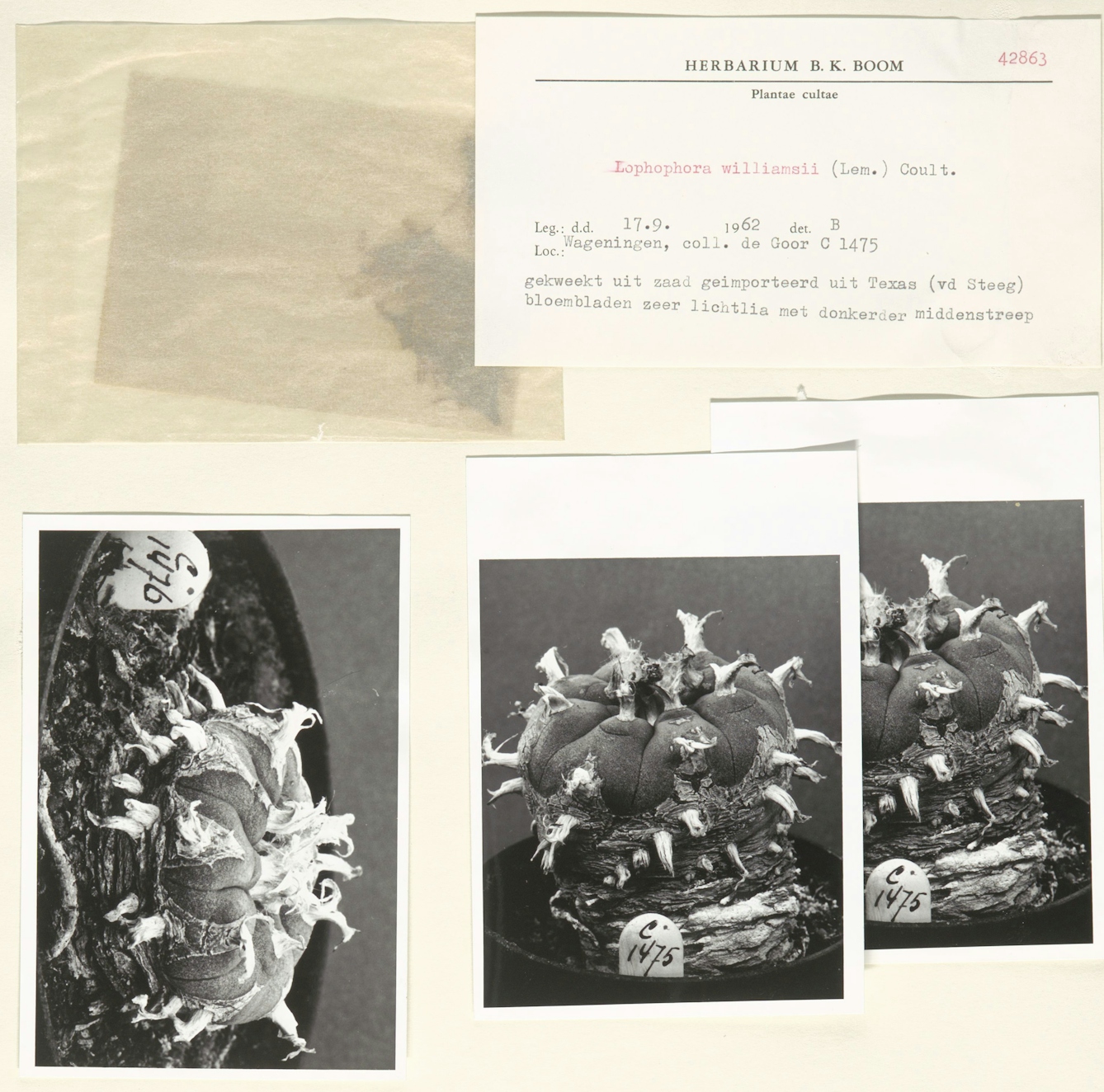 Botany specimen document page including a typed card with plant name lophophora williamsii (Lem.) Coult. and dated 1962, plus a sample of the cactus plant and three black and white photographs. 