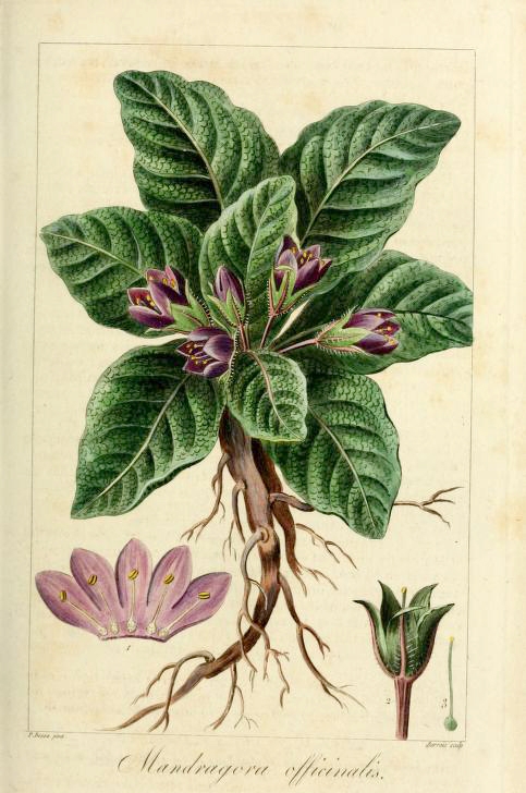 A full colour botanical illustration of Mandragora officianalis, showing large green leaves, small purple flowers and tuberous and fibrous roots. Insert diagrams show details of the petals and bud