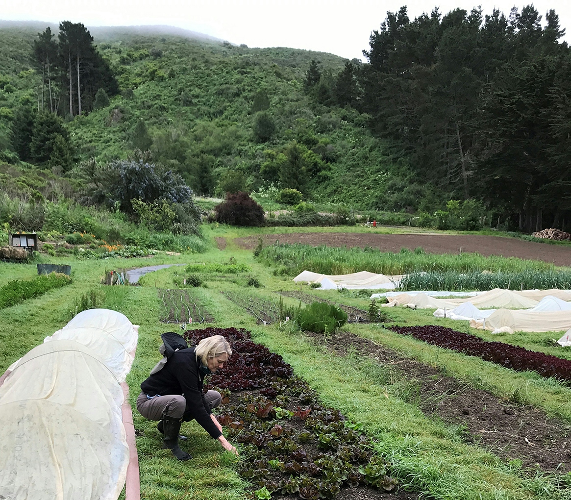 A woman tends to plants in a large vegetable plot.