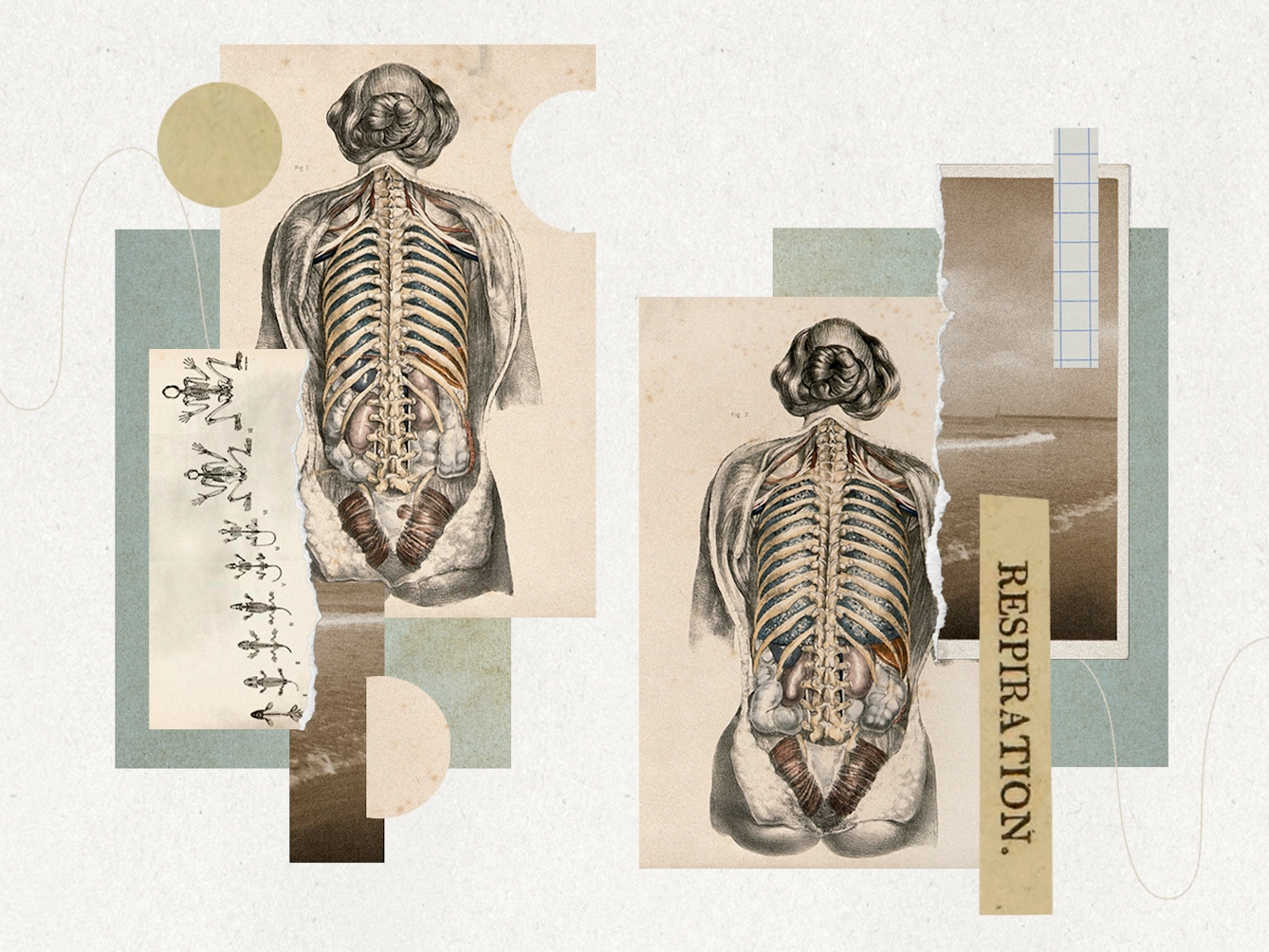 Digital montage artwork using a collage of archive material and photographs. The artwork is full of content comprising elements which have been cut-out and layered on top of each other and around each other. The overall theme of imagery is bodily depiction. At the centre of the artwork are two identical anatomical drawings of a woman from behind, showing her ribcage and internal organs including her lungs. In sections on top of these drawings is a photograph of a seashore. Cut out and running vertically is the word "RESPIRATION". All the elements are set on a light cream textured paper background.