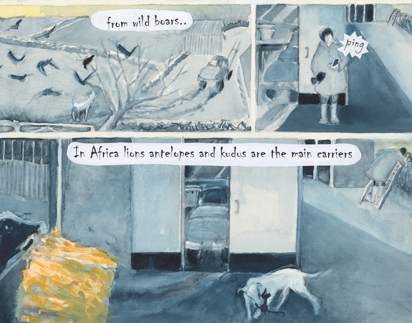Watercolour comic set on a farm. Text: 'from wild boars...' 'In Africa lions and antelopes and kudus are the main carriers'.
