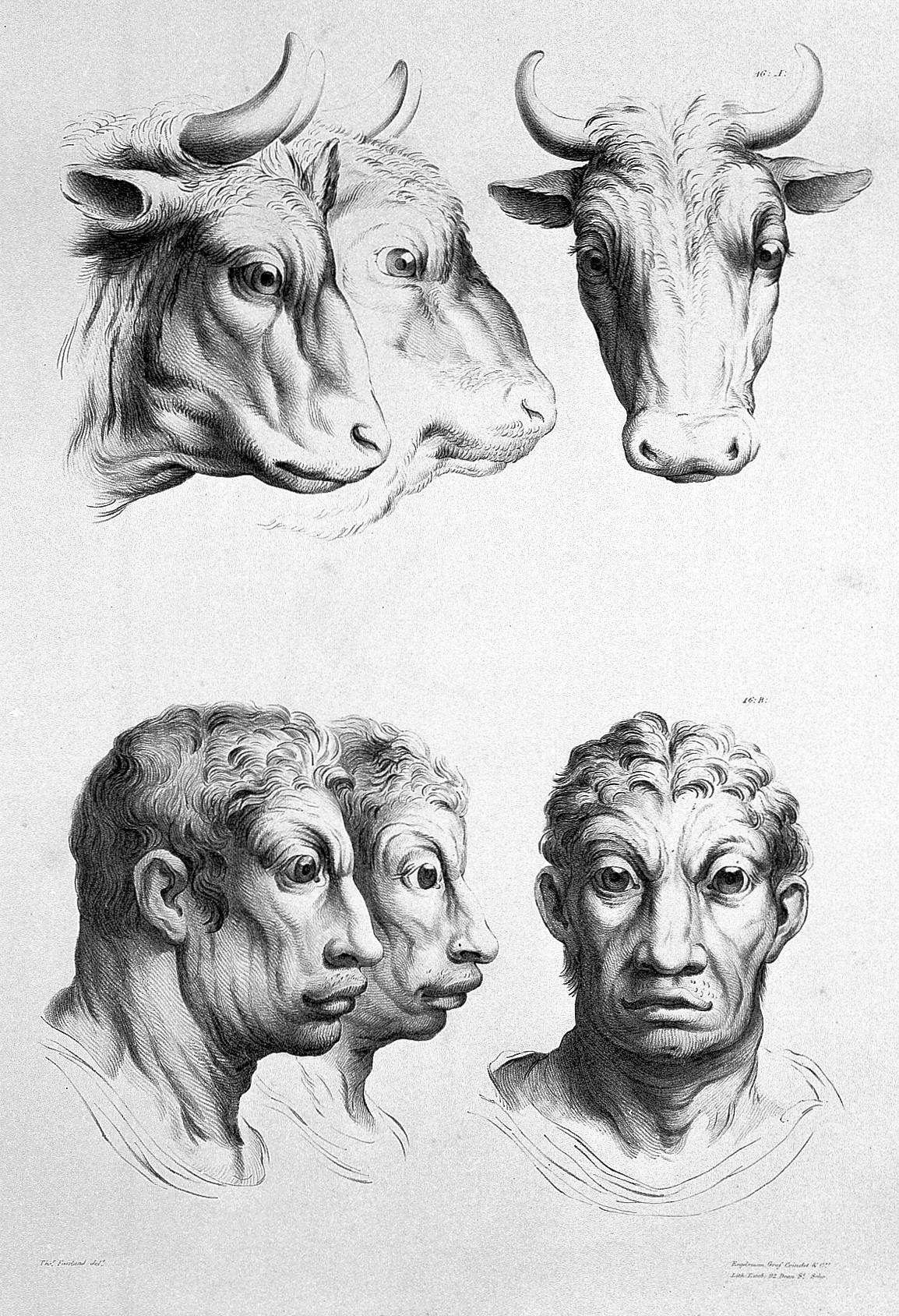 Charles Le Brun, The relation between the human physiognomy and that of the brute creation, 1671