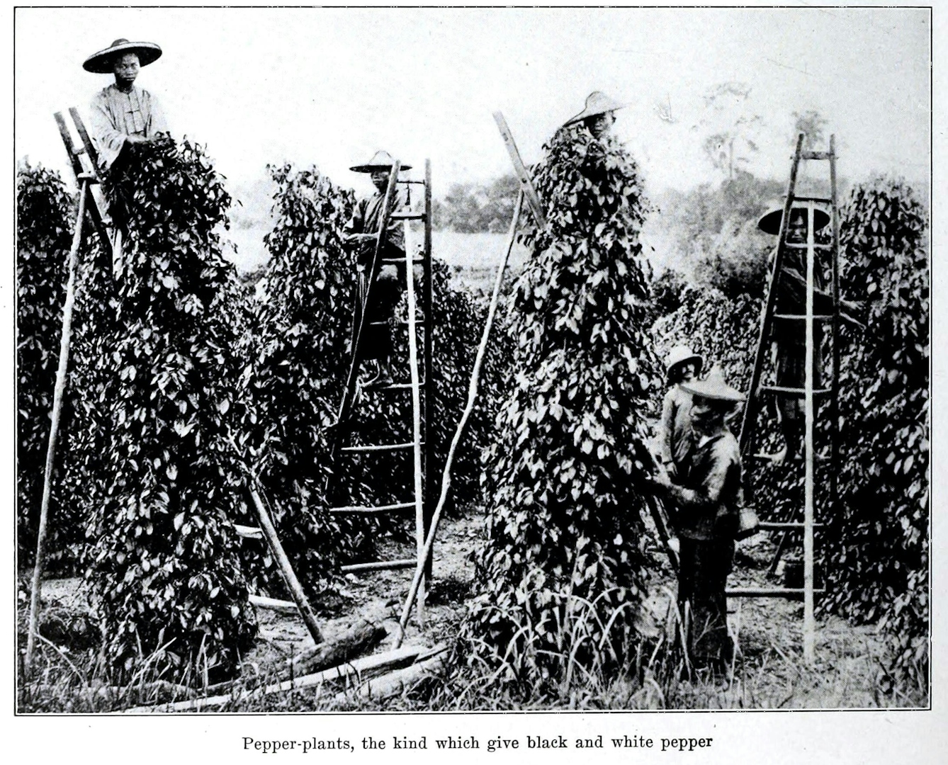 A black and white photograph of workers harvesting black pepper.