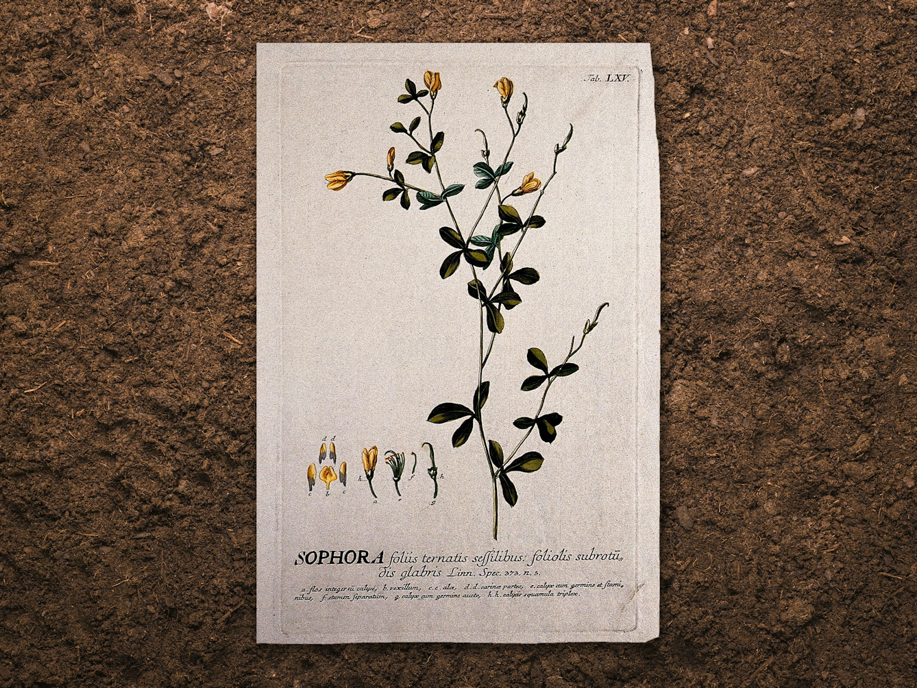 Digital composite image of a botanical drawing resting slightly above a brown earth background, casting a subtle shadow. The drawing shows the flowering and fruiting stems with separate floral segments of a plant related to the pagoda tree. The colours are greens and yellows.