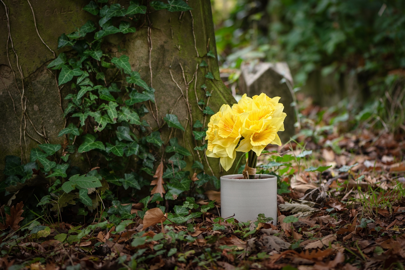 Photograph of a pot containing artificial daffodils sitting within the surroundings of a cemetery, with grave stones and ivy.