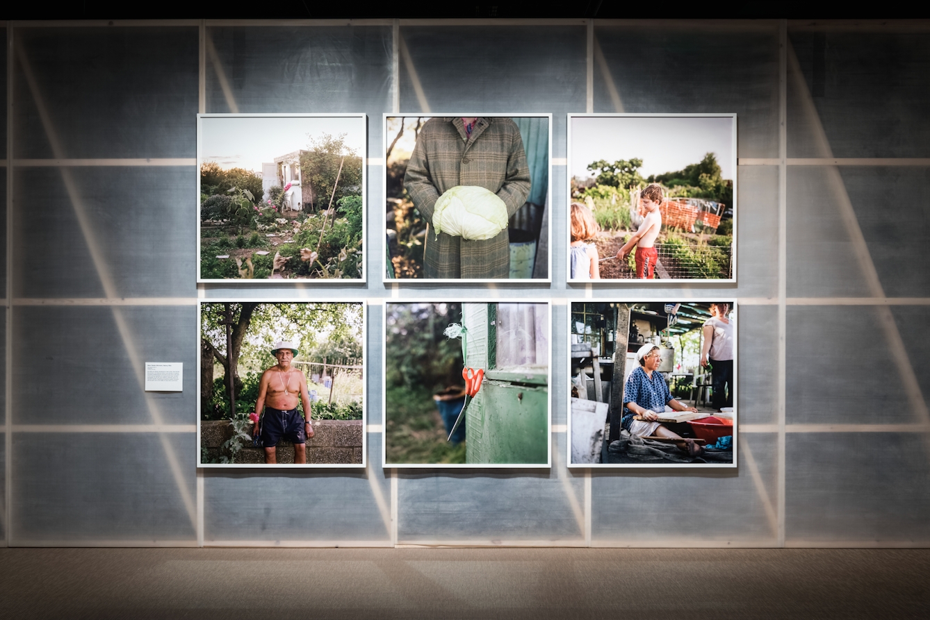 Photograph in an exhibition gallery space showing a section of a translucent fabric wall revealing the wooden structure behind, on which six framed square prints in white wooden frames have been hung. The images are all taken in an allotment environment and show a combination of portraits and environmental studies.