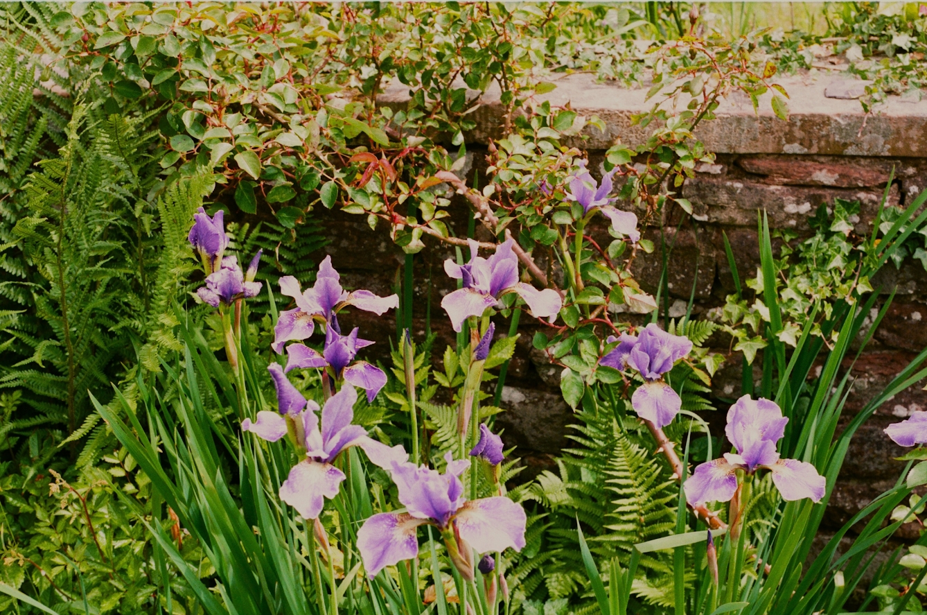 Colour photograph of purple irises growing among other plants and against a brick wall.