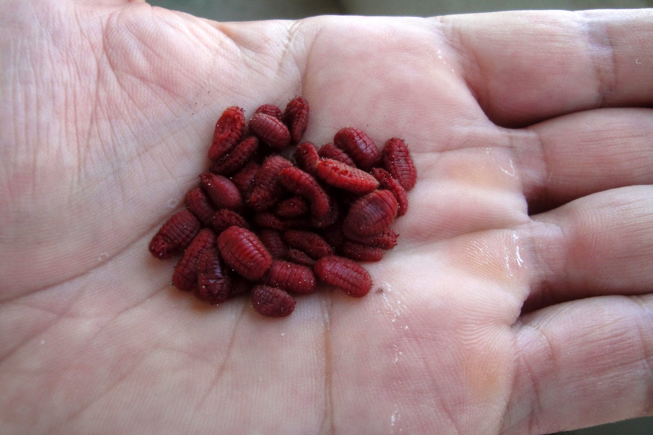 A colour photograph of a hand with a some pile of red insects held in the palm.