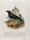 A starling sitting on a stone in front of a church, coloured wood engraving
