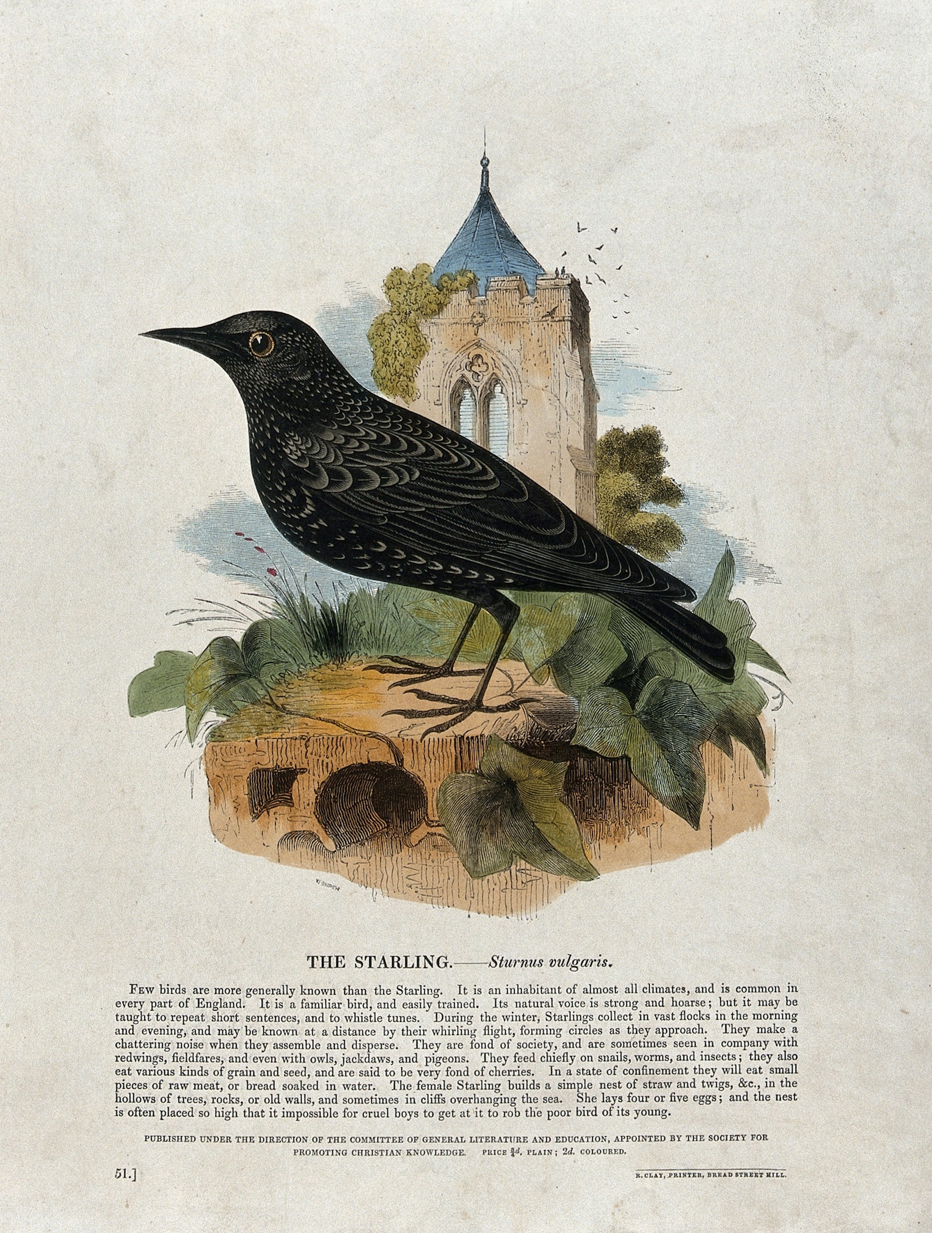 A starling sitting on a stone in front of a church, coloured wood engraving