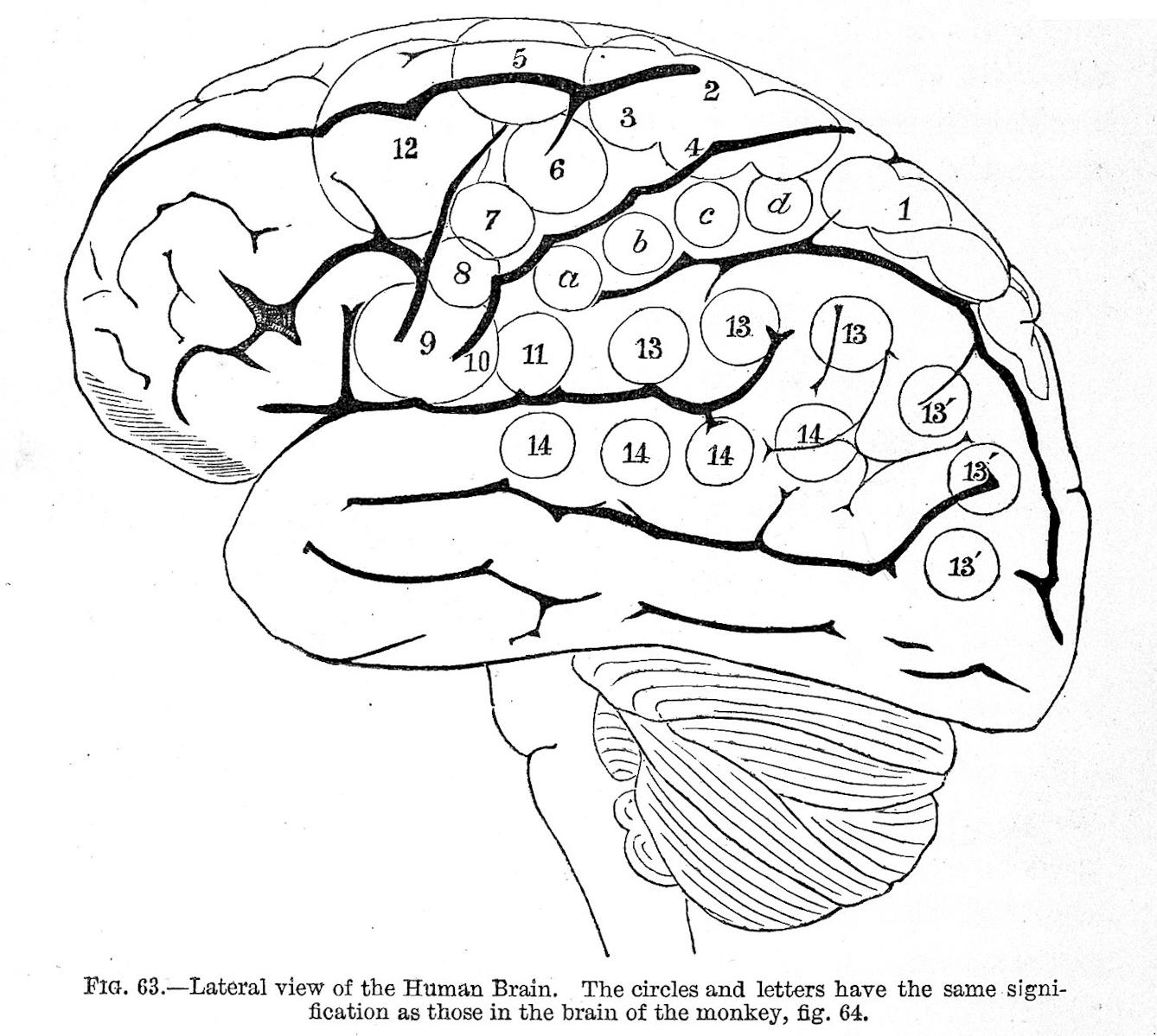 Internal view of the human brain. 