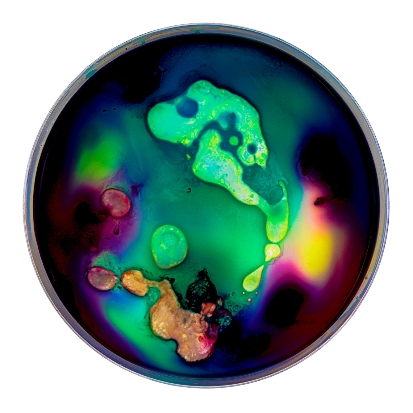 Photograph of a petri dish containing colourful swirls of blue, yellow, orange, purples and violets, made from ink, watercolour, pva and resin.