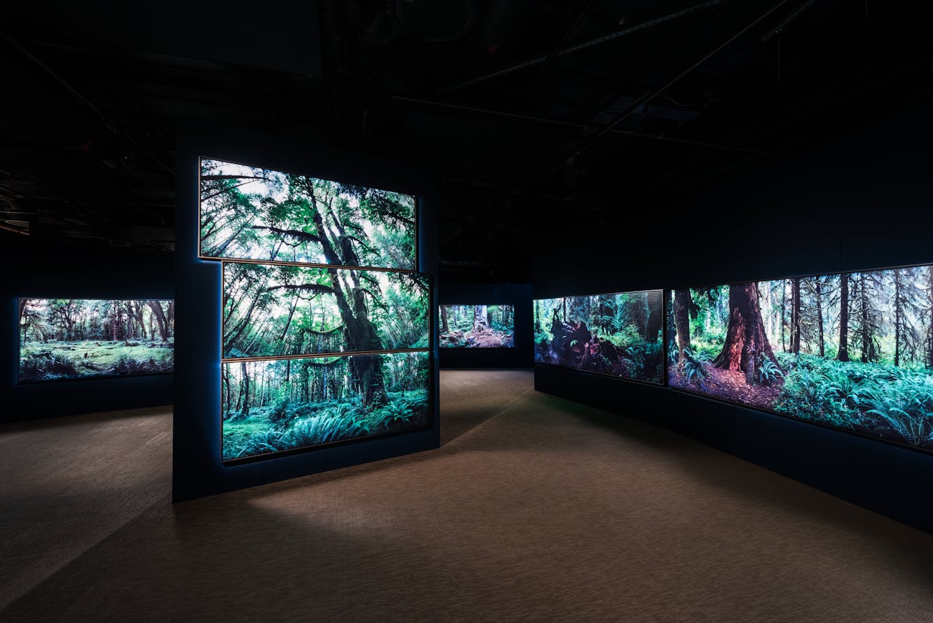 Photograph of a dark exhibition gallery space showing 4 separate large free-standing walls on which photographic prints of large forest scenes are displayed, filling the entire walls. The prints show tall tree trunks, green leaf canopy cover and ground level ferns. The ceiling of the gallery space is in complete darkness. The floor of the space is a textured brown carpet. Each print of the forest seems to almost glow in the space.