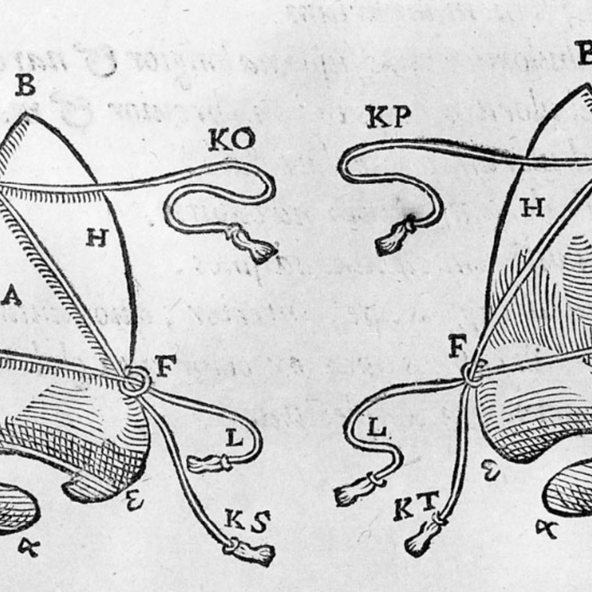 Print of old nose diagram