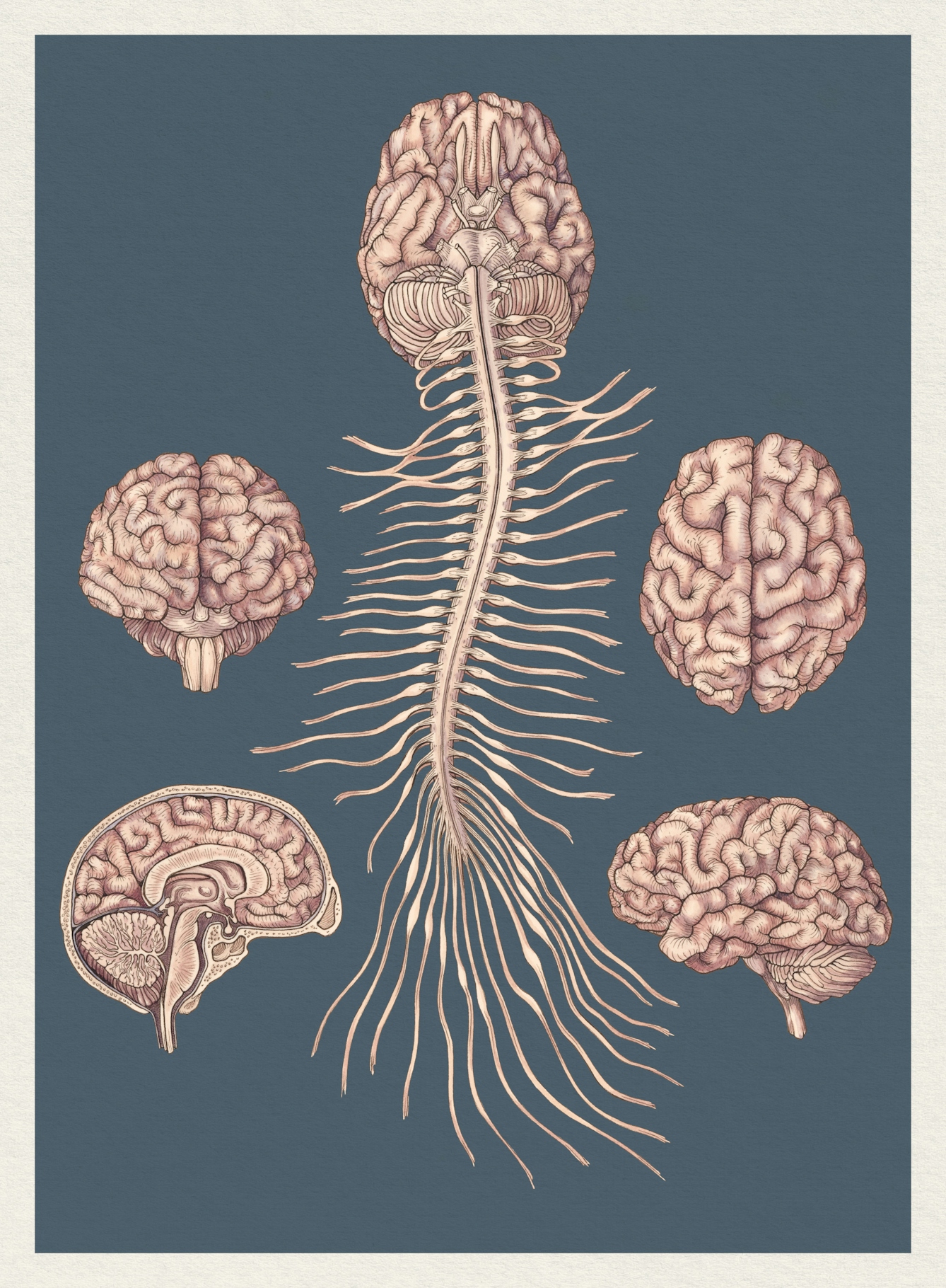 Illustration showing the human central nervous system, including several views of the brain