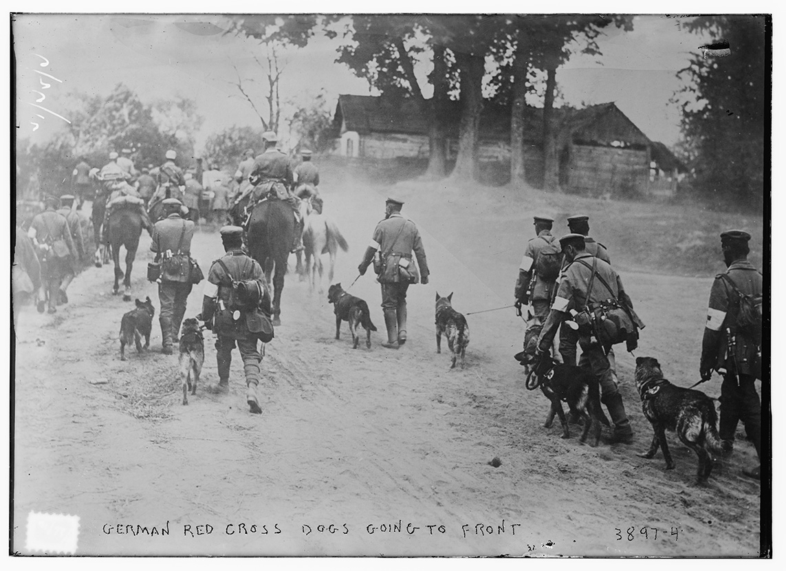 A black and white picture of soldiers walking with dogs on leashes.