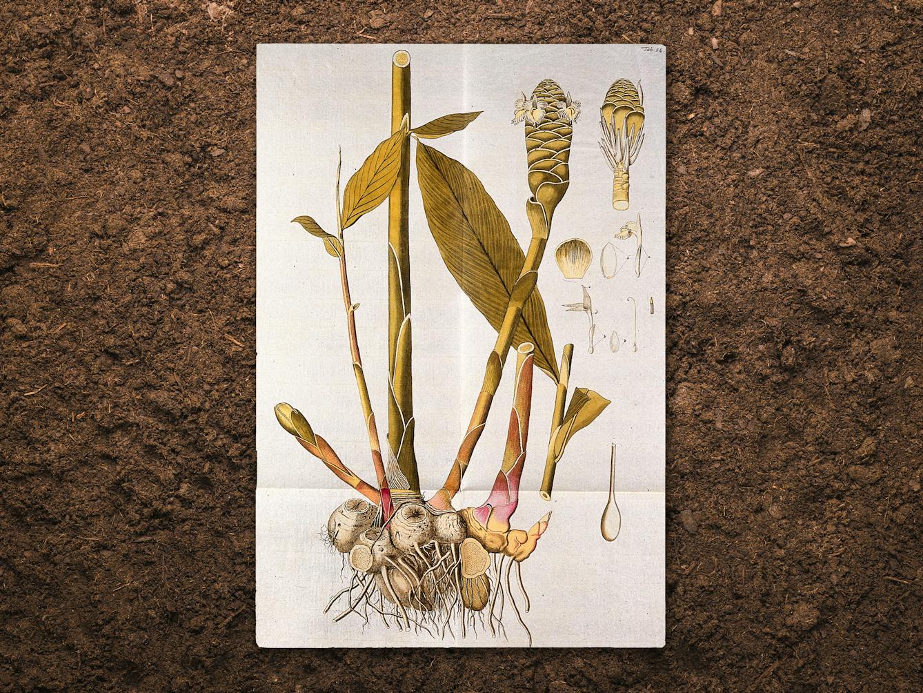Digital composite image of a botanical drawing resting slightly above a brown earth background, casting a subtle shadow. The drawing shows the flowering stem with rhizome and separate leaf, inflorescence and floral segments, of a ginger plant. The colours are greens, browns and purples.