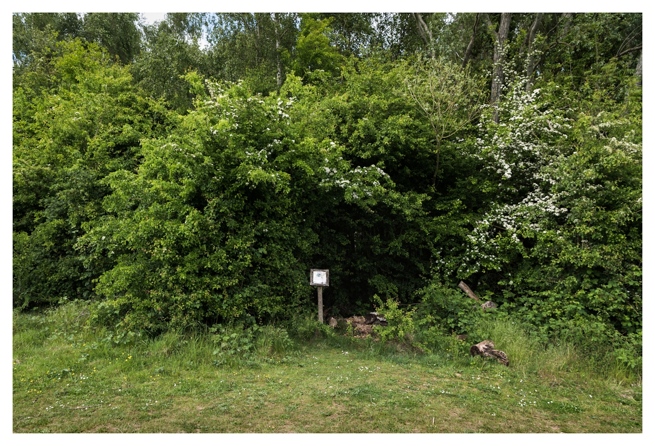 Colour photograph of a green swathe of trees and shrubs in a country park setting. In the centre of the image is a small wooden board on a post with a white information sheet attached to it. To the right of the sign a small pile of logs can just be seen nestled in the undergrowth.