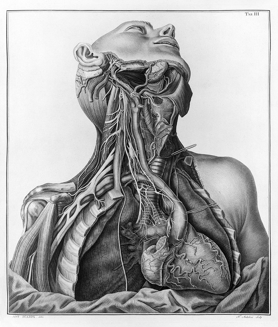 Drawing of the neck and chest dissected