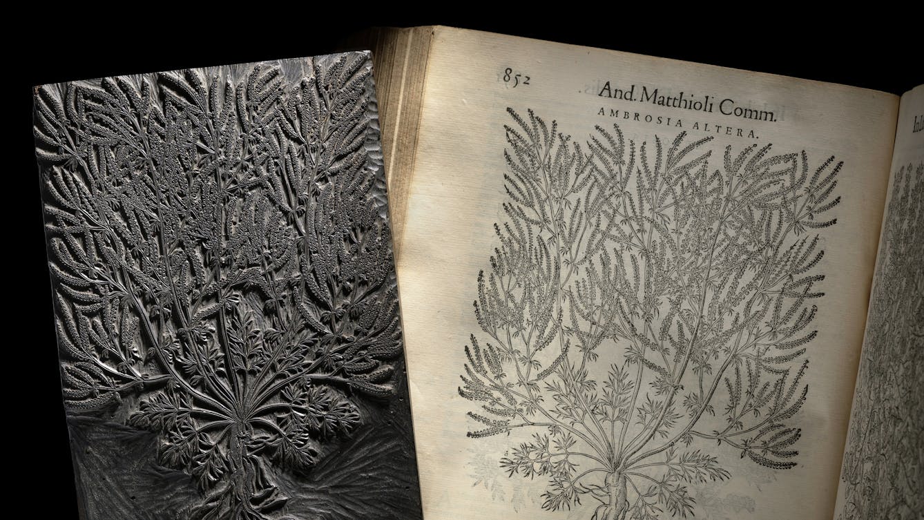 Photograph of a woodblock carved with an intricate illustration of a plant. The woodblock is resting on the open page of a book, where a corresponding print from the woodblock has been made. The page is titled with, 'And. Matthioli Comm. Ambrosia Altera'.