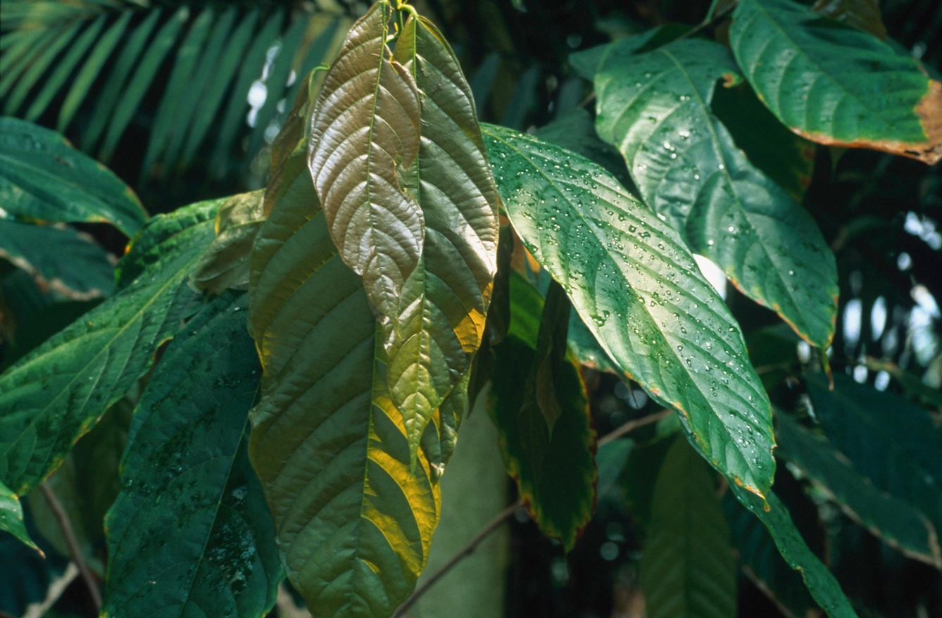 Colour photograph of cocoa tree leaves