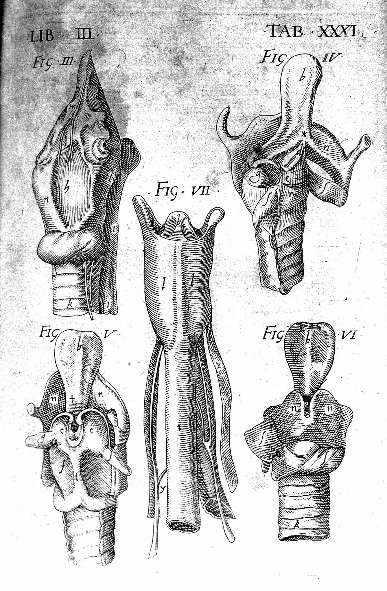 Black and white manuscript image featuring five diagrams of the larynx