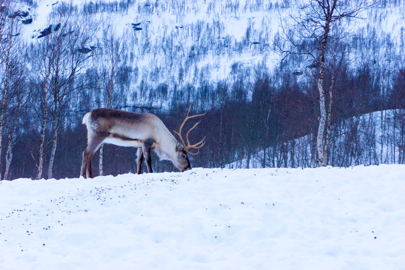 Photo of reindeer in the snow