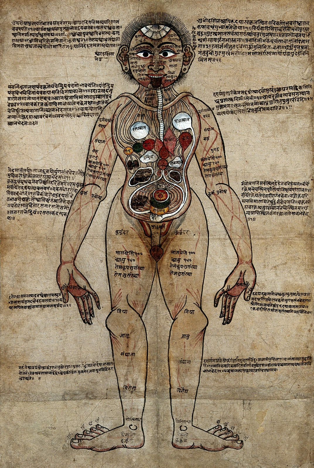 A colour anatomical illustration of a man, face on, with organs and veins shown, with Nepalese and Sanskrit texts surrounding it.