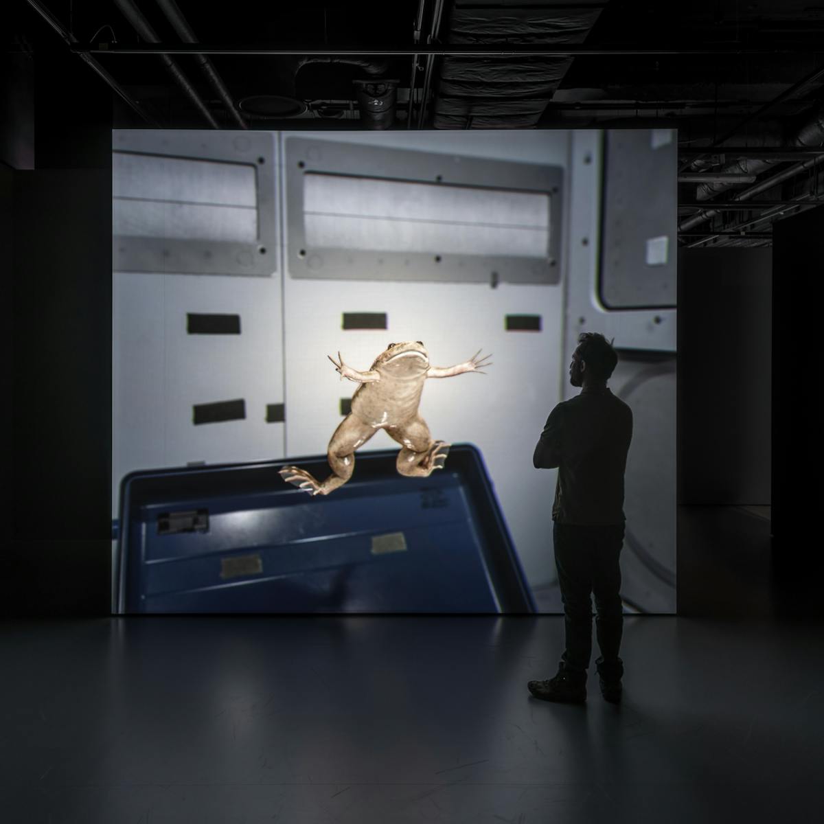 Photograph of a young man looking at a video installation, part of the exhibition, Electricity: The Spark of Life at Wellcome Collection.