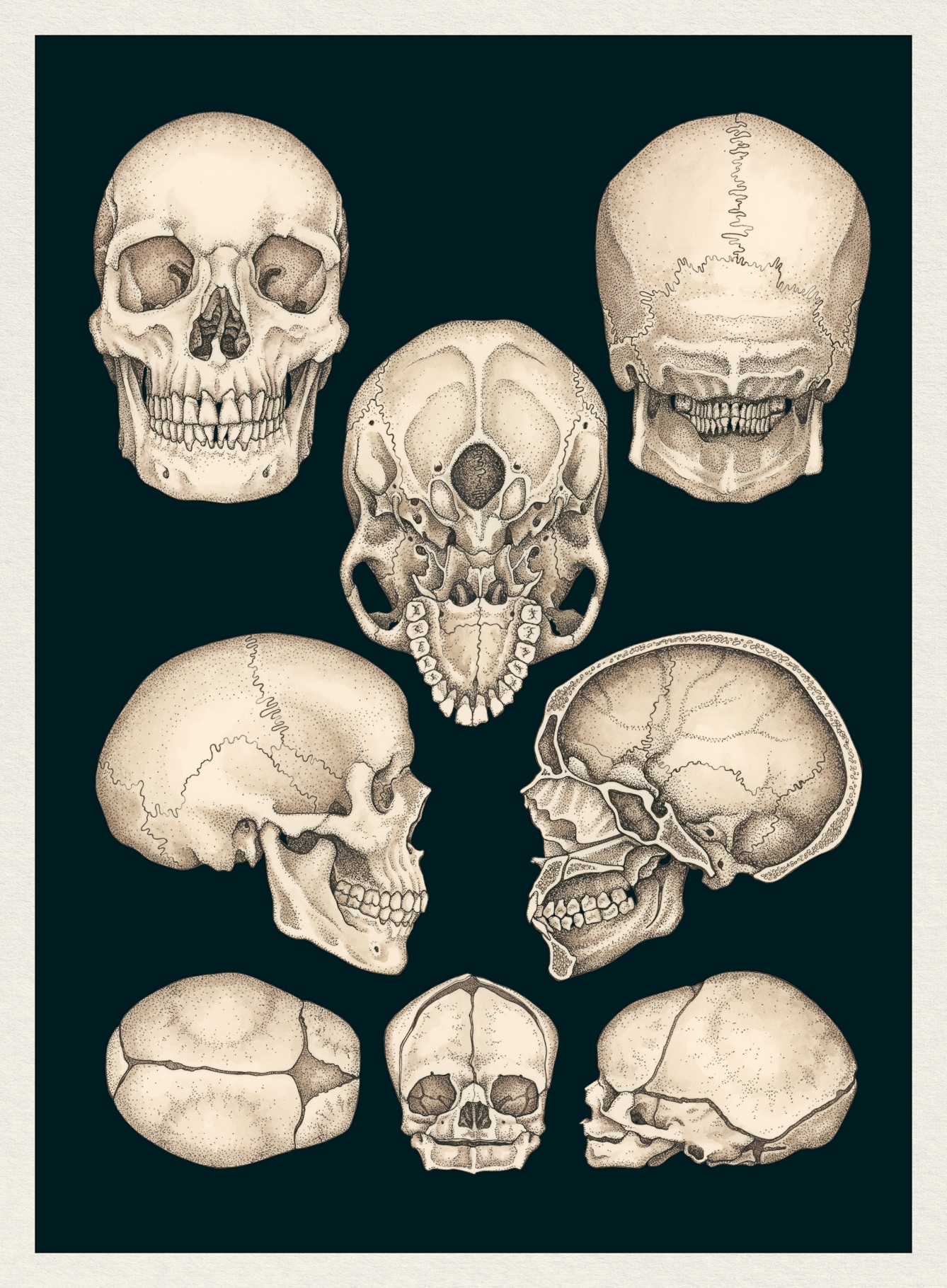Illustration of the human skull