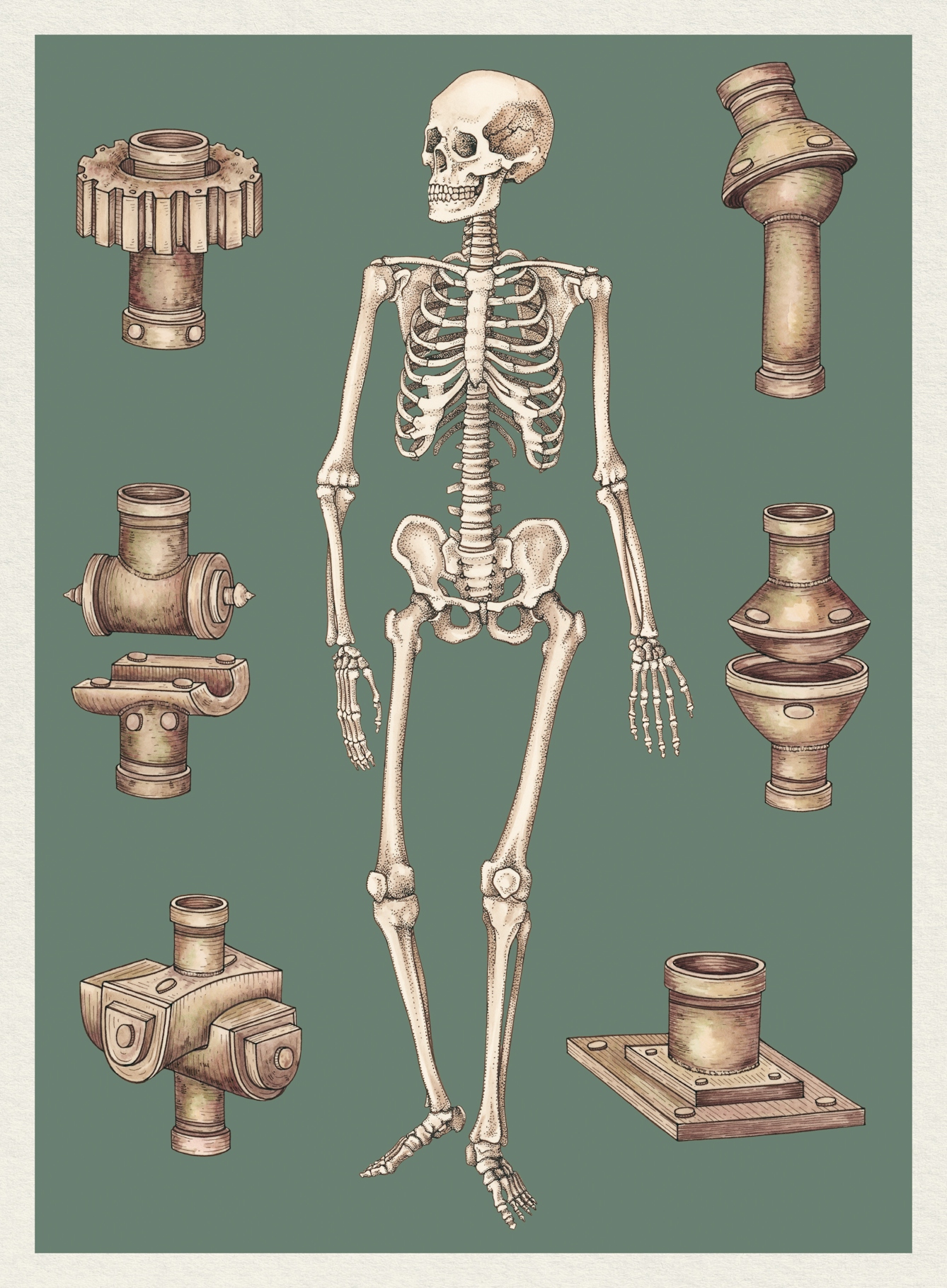 Illustration showing the joints in the human body