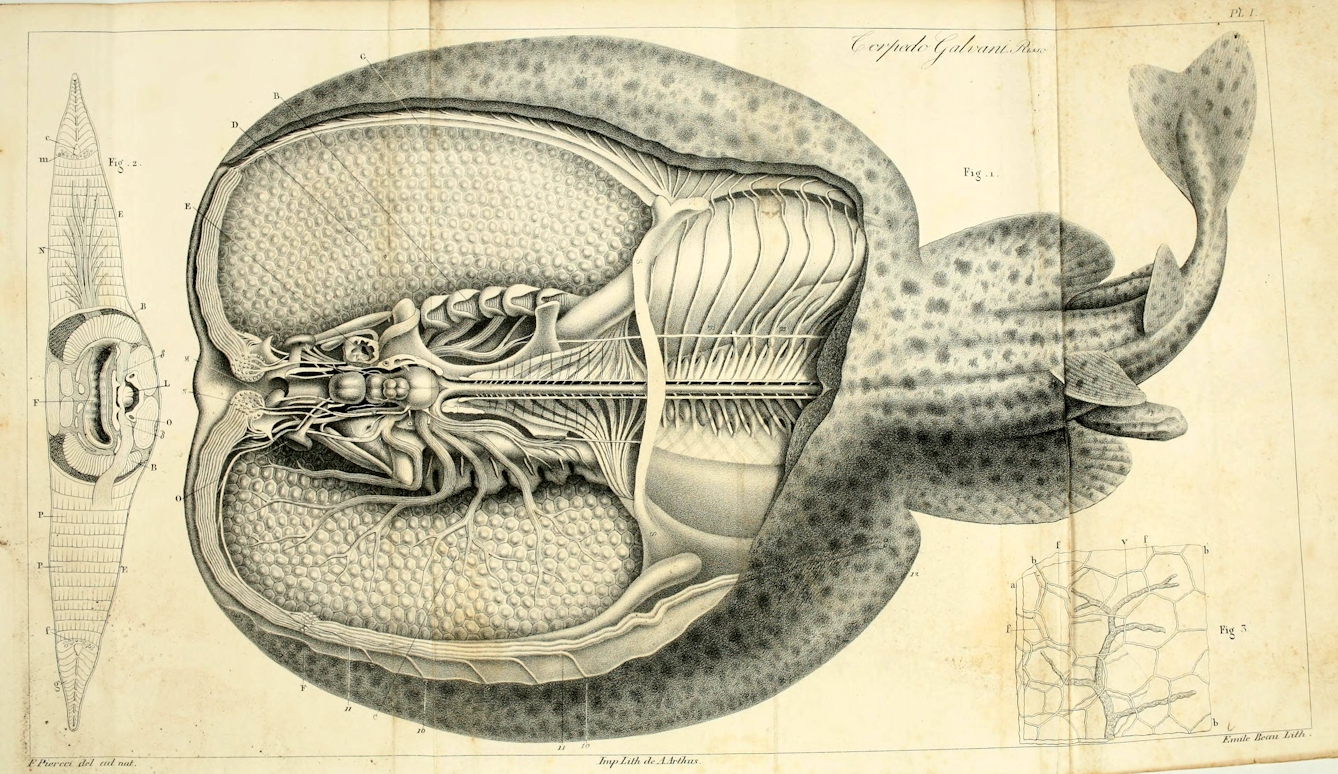 Carlo Matteucci’s treatise was one of the most important studies of animal electricity of the 19th century.