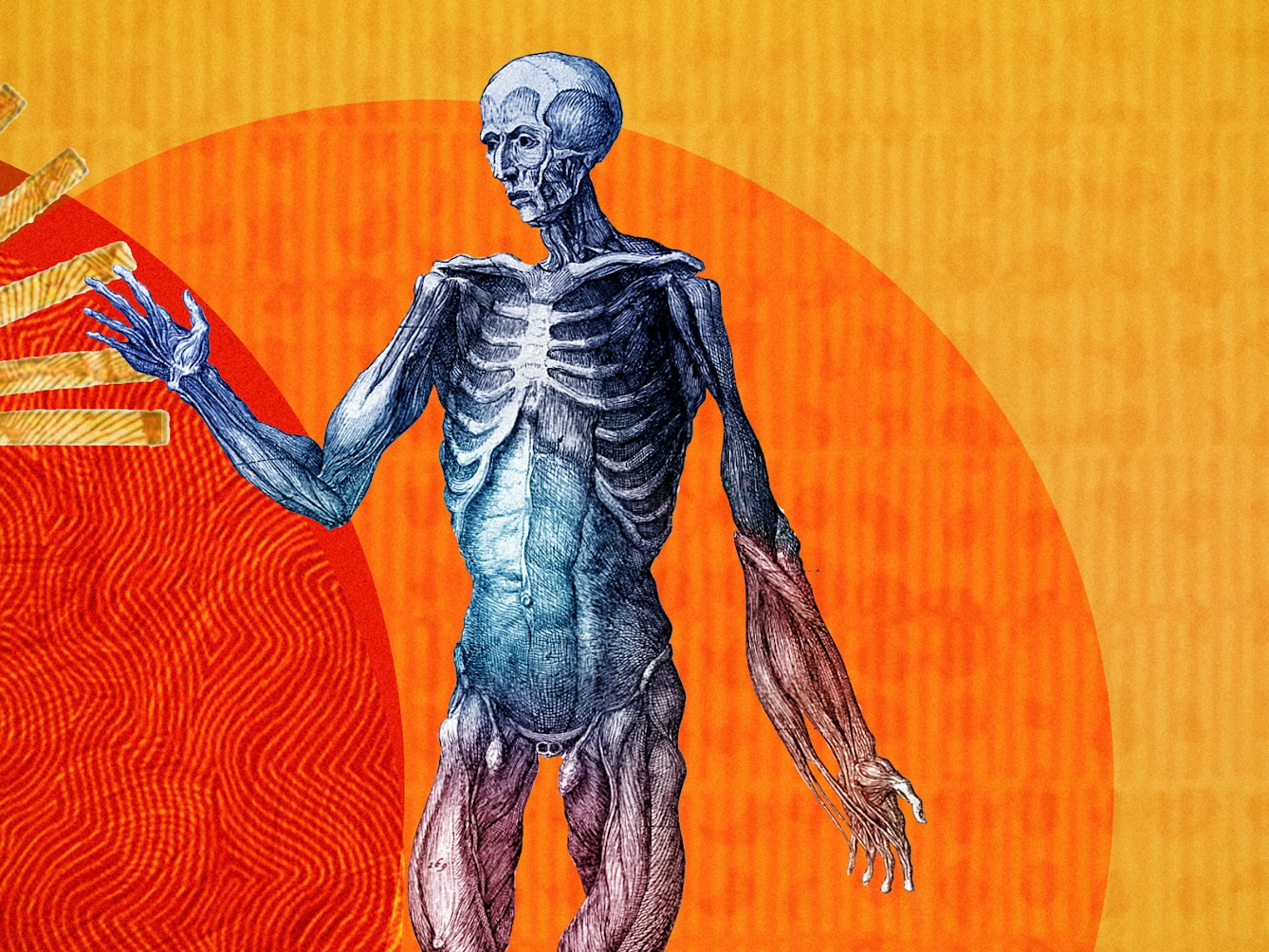 Detail from a larger abstract digital illustration featuring three anatomical depictions of the human body. This image depicts the muscular structure. Circles of energy are shown to be radiating from each of the bodies, overlapping each other. The main colour combinations are yellows, reds and oranges. The background shapes contain textures and patterns.