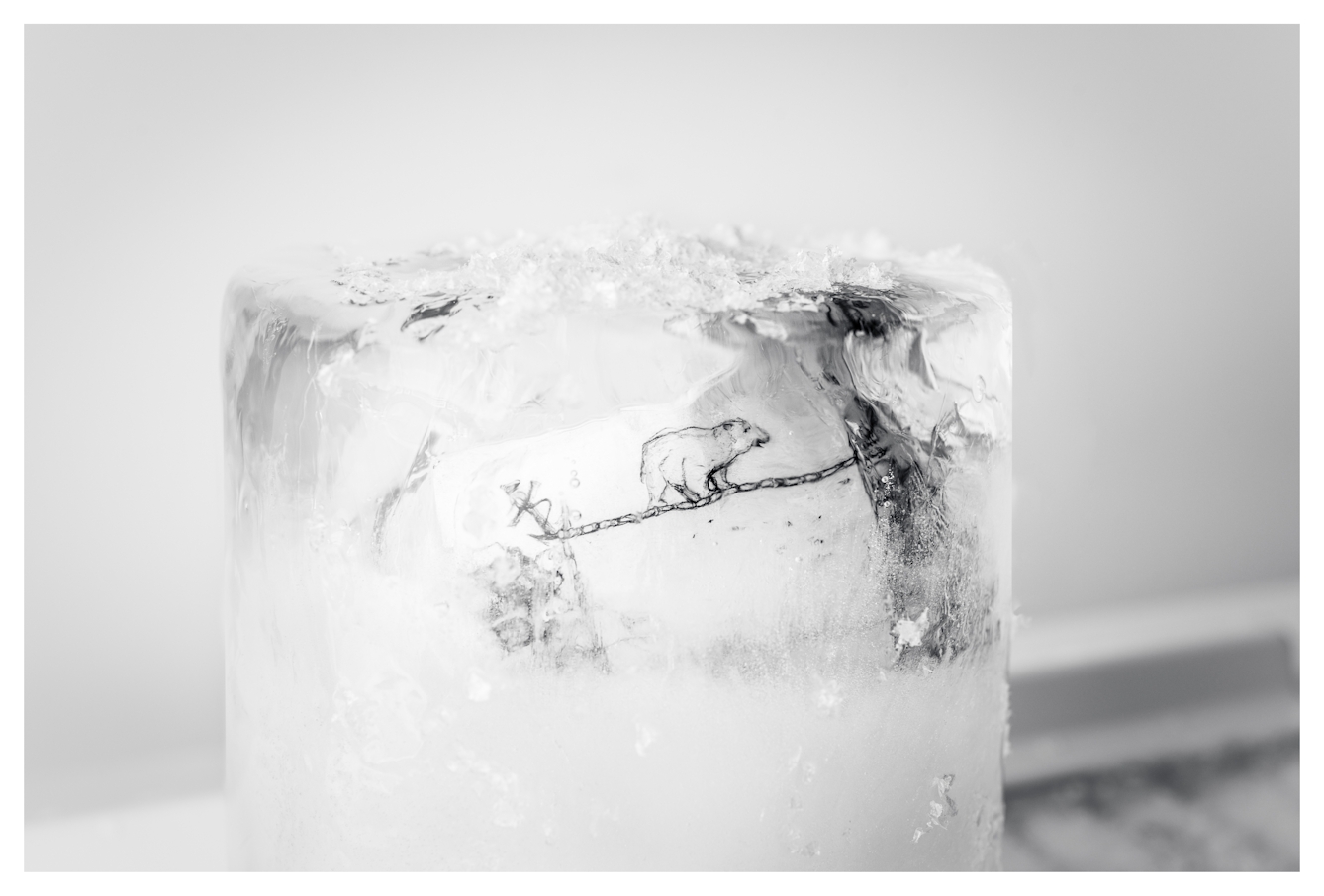 Monotone photograph showing a cylindrical core of frozen water. Encased within the ice is an illustration of a polar bear from the 1800s that can just be seen through the distortions of the ice wall and opaque frosting. The ice core is standing vertically on a fridge freezer shelf.