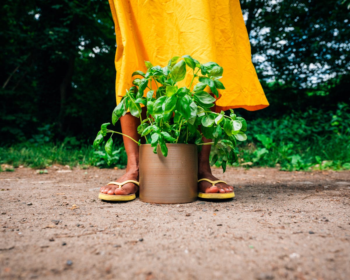 Colour photograph of a woman's legs and feet. She is standing up and is wearing a long, flowing yellow skirt and yellow flip flops. Between her legs and feet is a brown plant pot filled with basil. There is green grass and shrubbery in the background. 