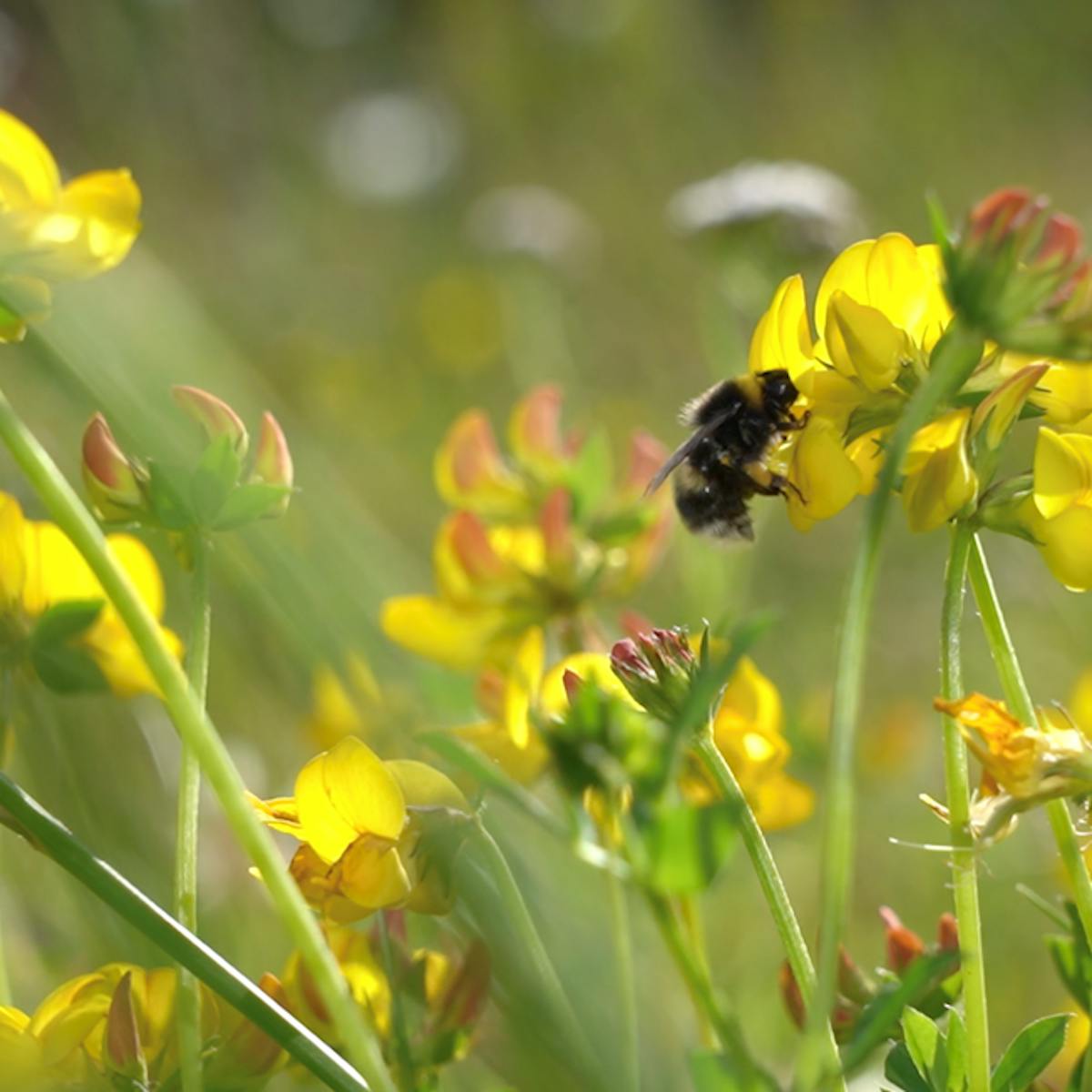 Photograph showing yellow flowers. A bumblebee is shown next to one of the flowers.