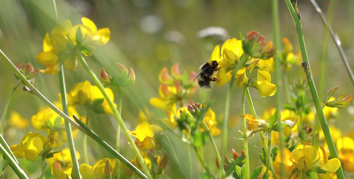 Photograph showing yellow flowers. A bumblebee is shown next to one of the flowers. 