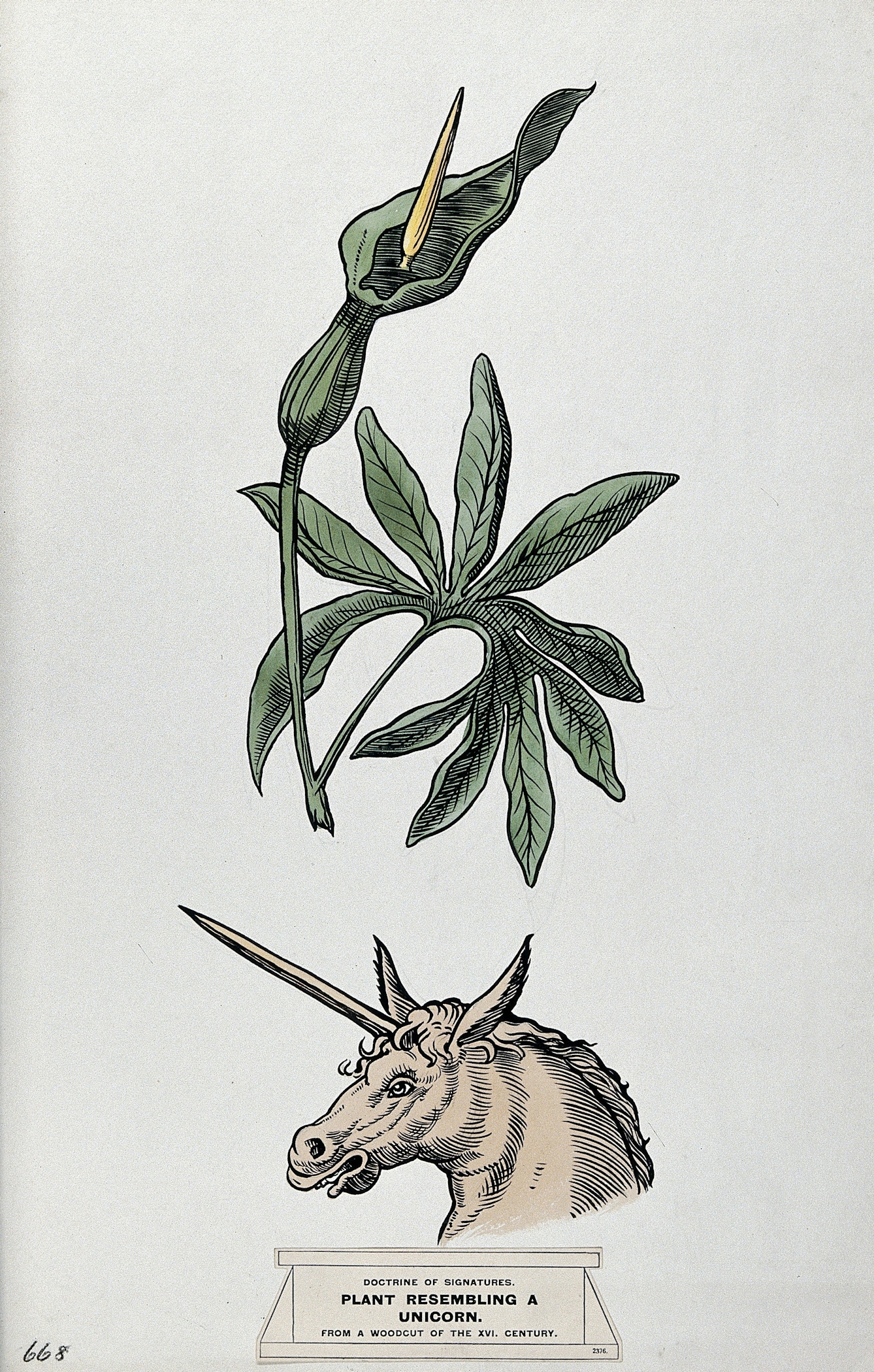 Colour drawing of a plant with seed-pods resembling the horn of a unicorn, above, and a unicorn's head, below. Styled after a sixteenth-century woodcut illustration.